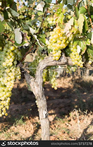 Vines in autumn about to be harvested