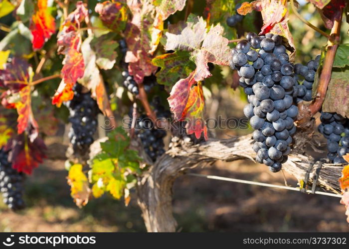 Vines in autumn about to be harvested