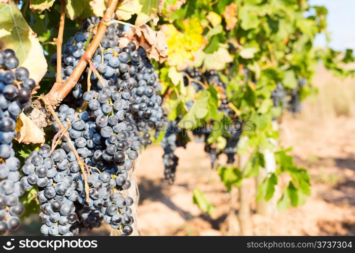 Vines in autumn about to be harvested