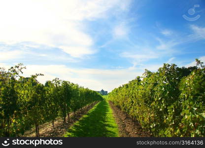 Vineyard