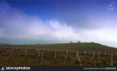 Vineyard against running clouds.