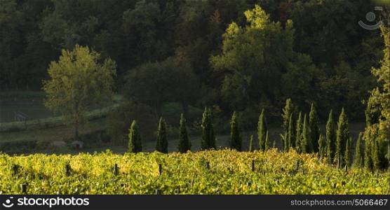 Vineyard and countryside, Tuscany, Italy
