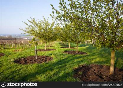 Vineyard and fruit garden