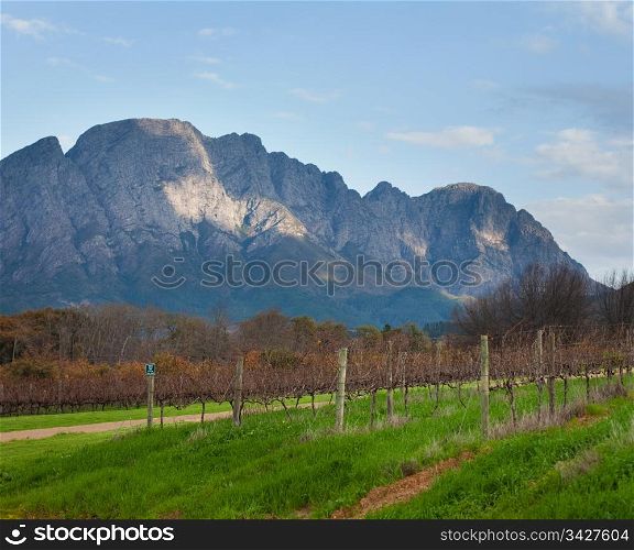 Vineyard and mountain background, Franschhoek, South Africa