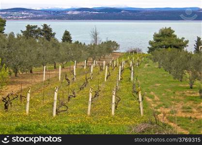 Vineyard and olive trees groove by the lake Vrana in Croatia