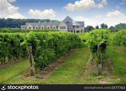 Vineyard and winery