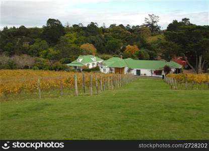 Vineyard and winery, Waiheke Island, New Zealand