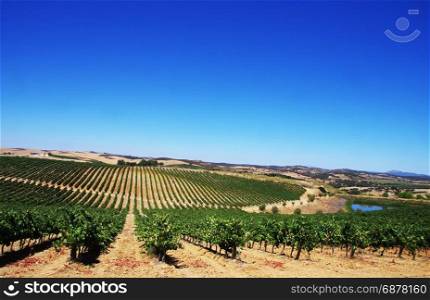 Vineyard at Alentejo region, south of Portugal.