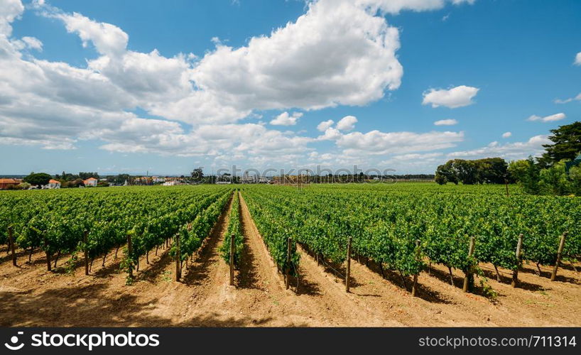 Vineyard at Azeitao in the Setubal region, Portugal.. Vineyard at Azeitao in the Setubal region, Portugal