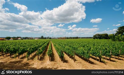 Vineyard at Azeitao in the Setubal region, Portugal.. Vineyard at Azeitao in the Setubal region, Portugal