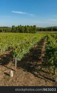 Vineyard at Moncao in the Minho region, Portugal.
