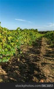 Vineyard at Moncao in the Minho region, Portugal.