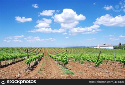 vineyard at south of Portugal, Alentejo region
