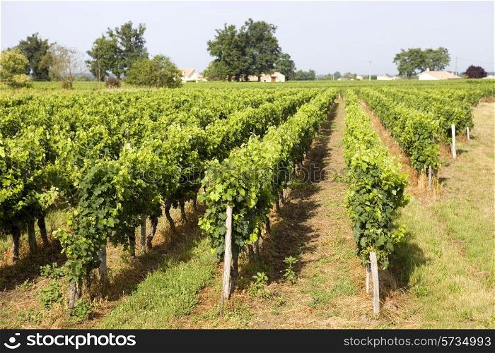 Vineyard at the rural fields of Bordeaux, France