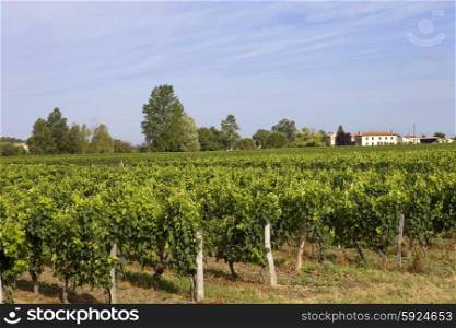 Vineyard at the rural fields of Bordeaux, France