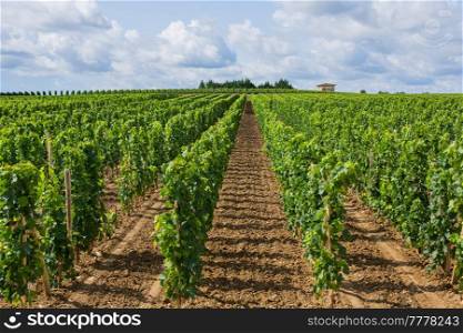 Vineyard at the rural fields of Bordeaux, near Saint Emilion, France