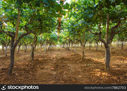 Vineyard cultivation shed, typical of the southern areas of Italy