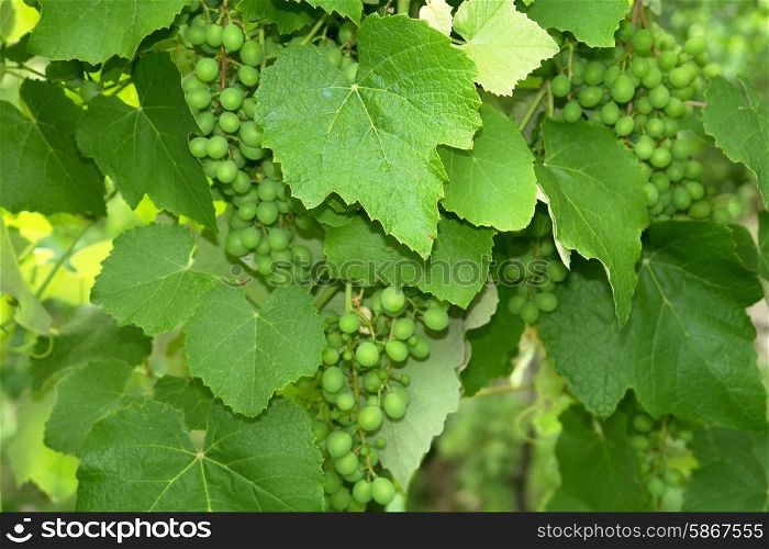 vineyard detail