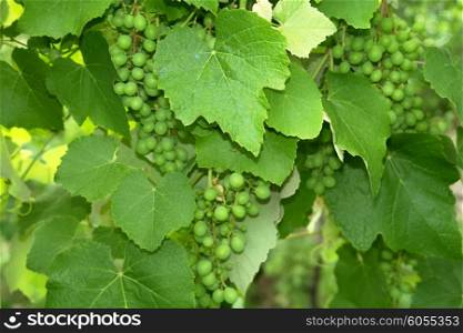 vineyard detail
