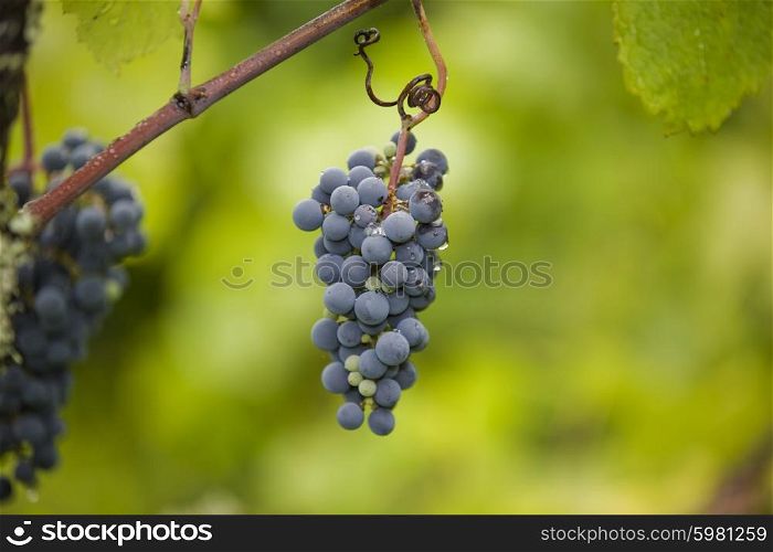 vineyard detail, Minho region, north of Portugal