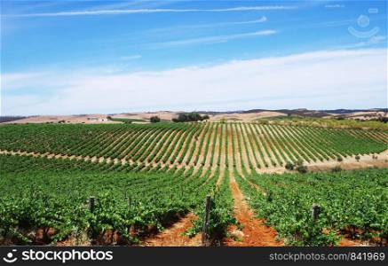 vineyard field, alentejo region, Portugal