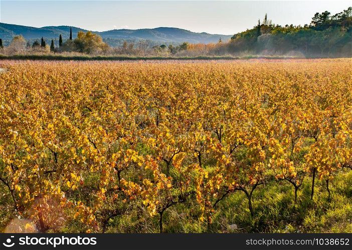 Vineyard field in Provence, in Gareoult near Brignoles in the French Provence, at sunset