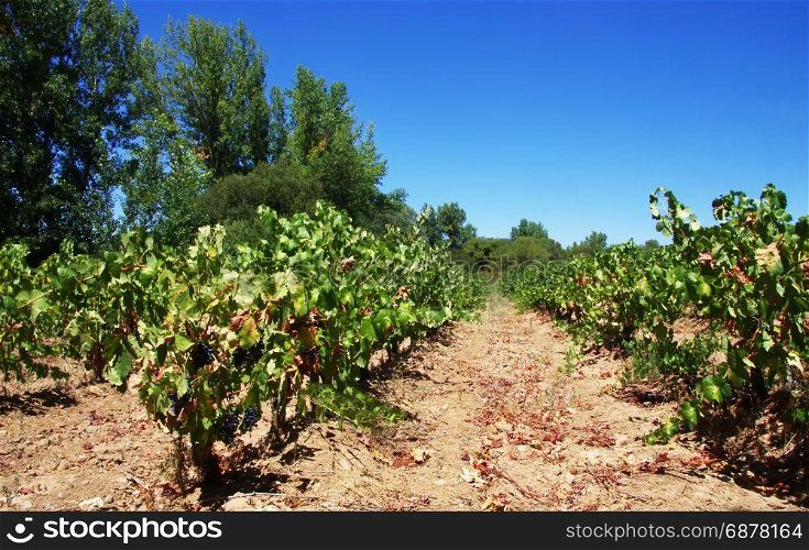 vineyard field in summer, alentejo, Portugal
