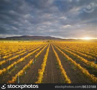 Vineyard field on the sunset. Nature compositin.