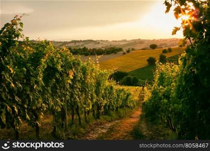 Vineyard fields at sunset in Marche, Italy