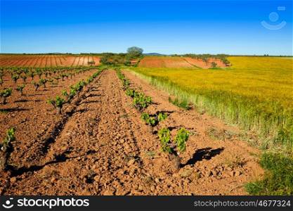 vineyard fields in Extremadura of Spain by via de la Plata way
