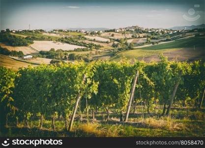 Vineyard fields in front of Morro d?Alba in Marche, Italy in vintage style