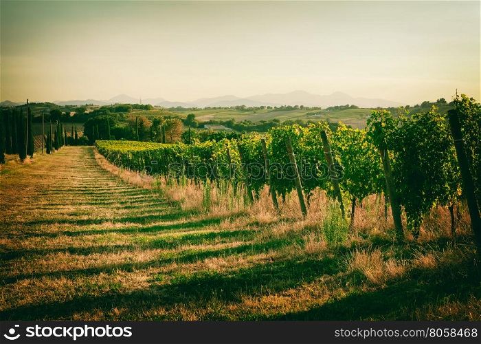 Vineyard fields in vintage style in Marche, Italy