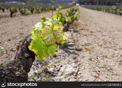 vineyard first spring sprouts in row field in Spain for wine production