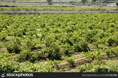 Vineyard, grape fields in mediterranean Spain