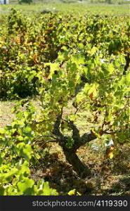 Vineyard, grape fields in mediterranean Spain