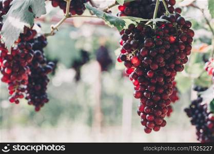 Vineyard grapes hanging in bunches with green sunlit leaves, unripe, ripening, and ripe grapes