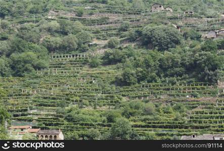 vineyard grapevine plantation in Aosta Valley. vineyard plantation of grape bearing vines grown for winemaking in Aosta Valley, Italy