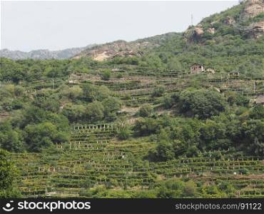 vineyard grapevine plantation in Aosta Valley. vineyard plantation of grape bearing vines grown for winemaking in Aosta Valley, Italy