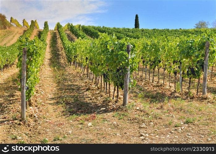 vineyard growing on a hill in Tuscany, Italy