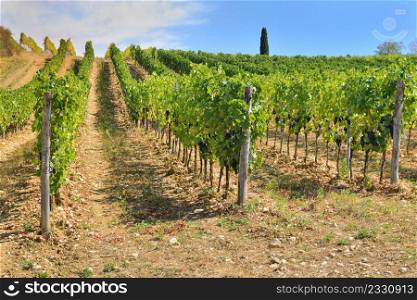 vineyard growing on a hill in Tuscany, Italy