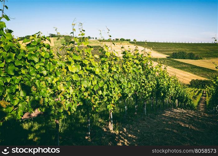 Vineyard hills in a vintage style in Marche, Italy