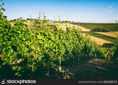 Vineyard hills in a vintage style in Marche, Italy