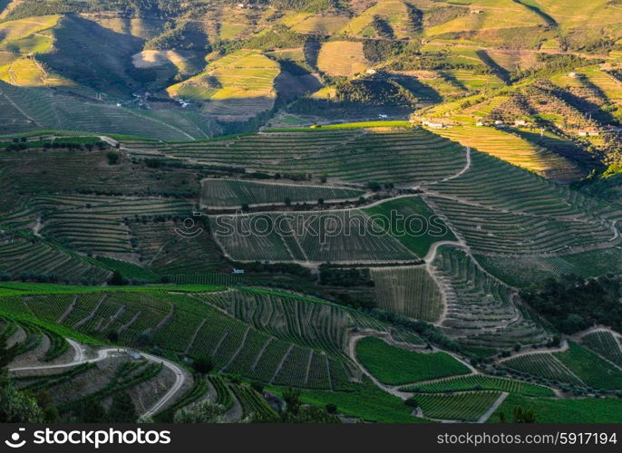 vineyard hills in the river Douro valley, Portugal