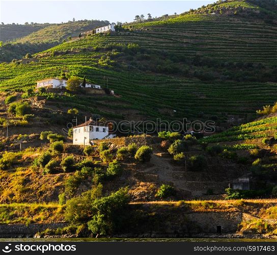 vineyard hills in the river Douro valley, Portugal