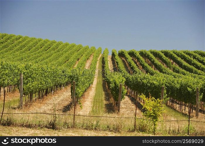 Vineyard in a rolling landscape