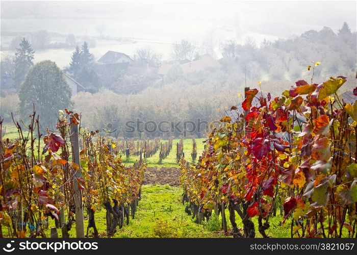 Vineyard in autumn fog view, Prigorje region of Croatia