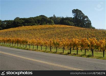 Vineyard in autumn, Sonoma, California