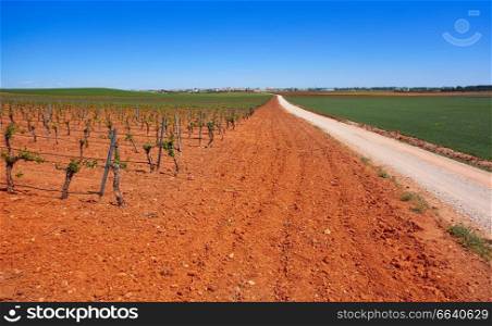 Vineyard in Castile La Mancha of Spain in Cuenca by Saint James Way of Levante