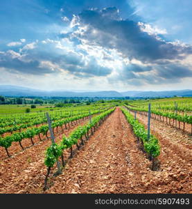 vineyard in El Bierzo of Leon by Saint James Way at Castilla Spain