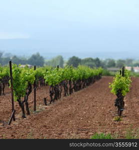 Vineyard in france